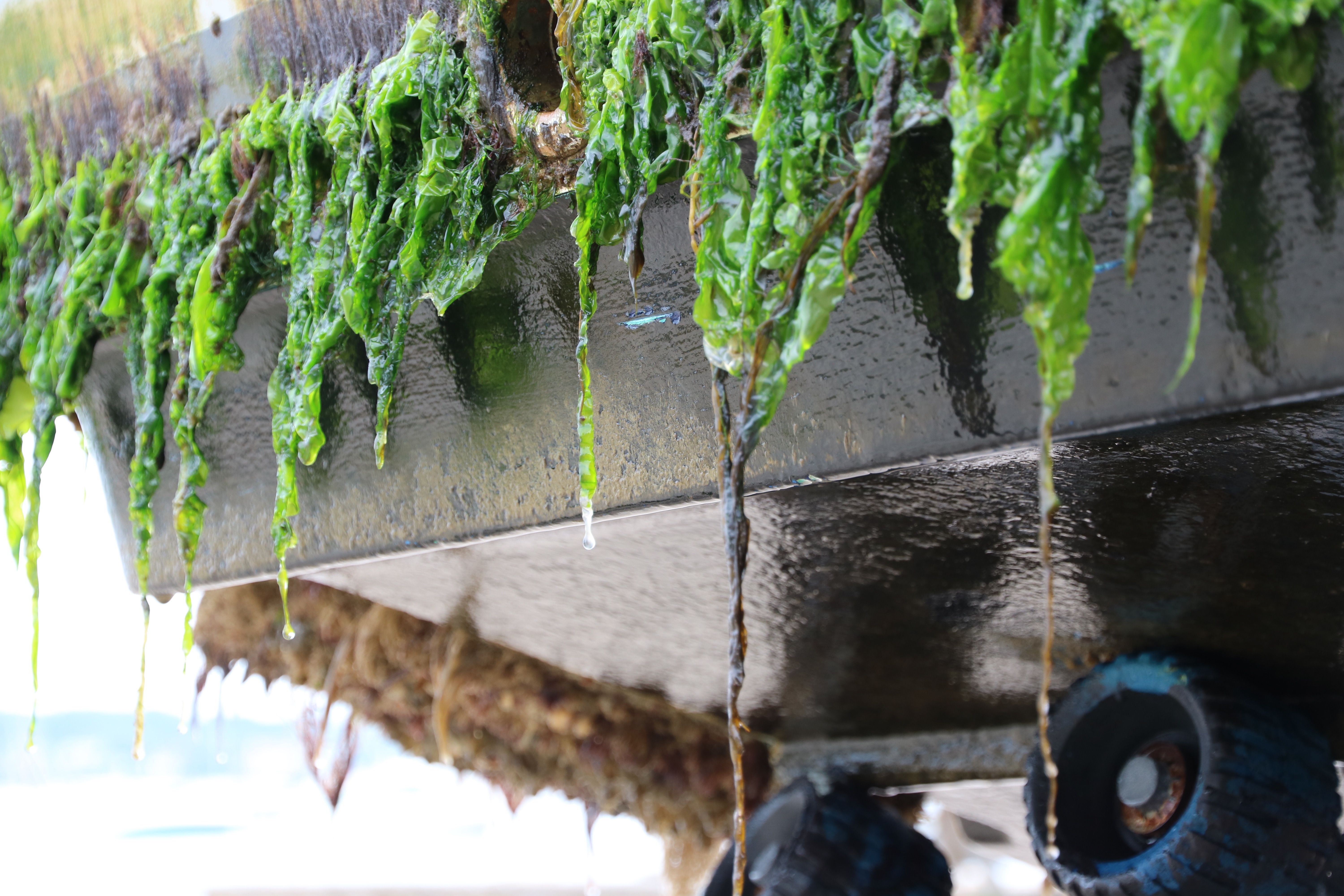 antifouling paint
